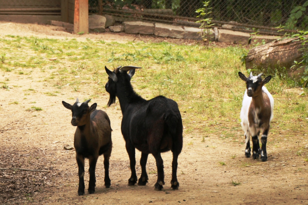 ZOO BRNO