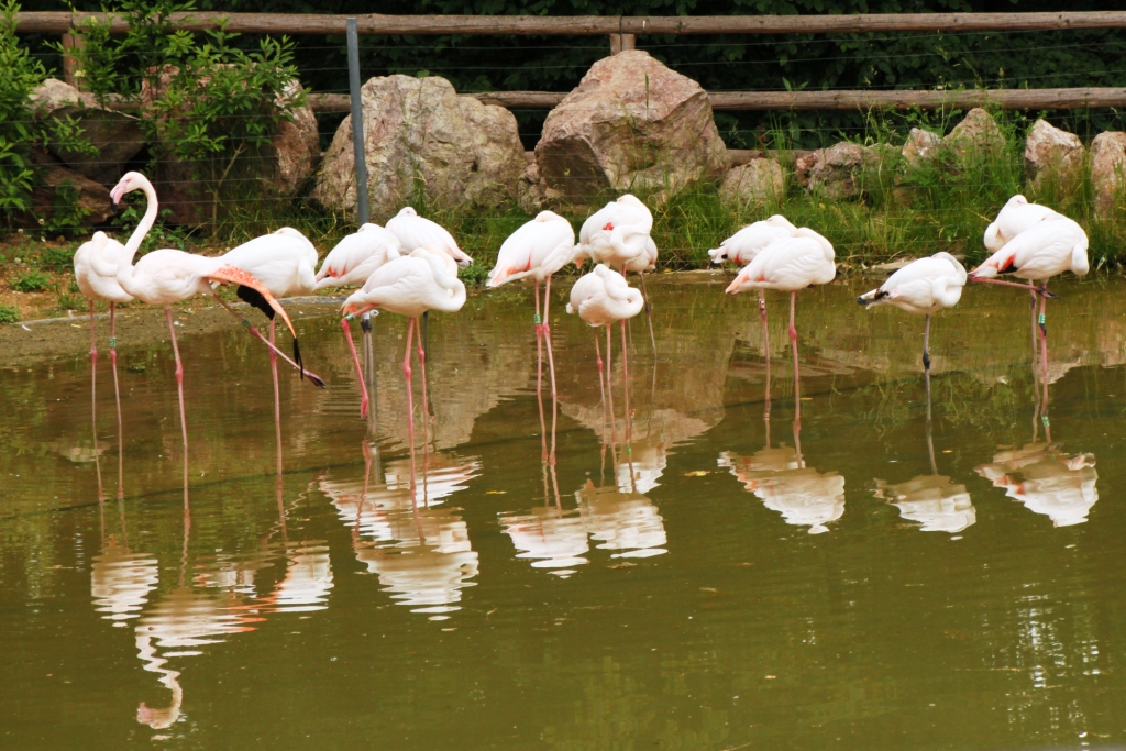 ZOO BRNO