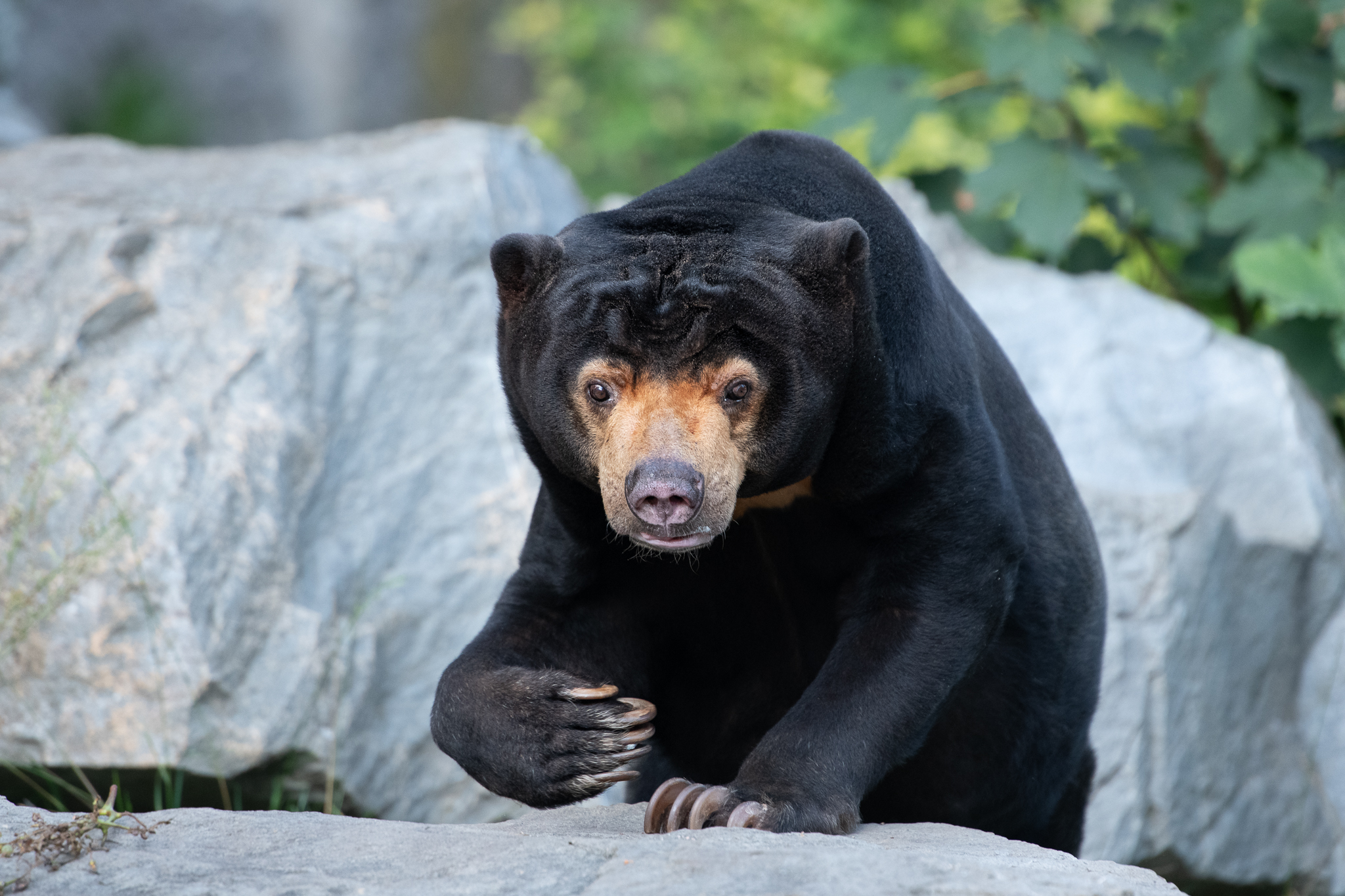 ZOO ST NAD LABEM