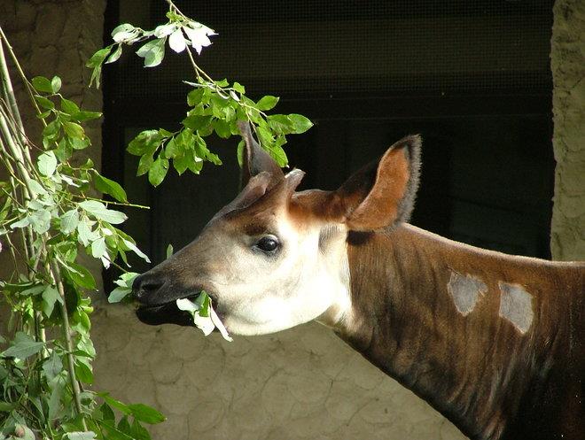 Pavilon pro okapi